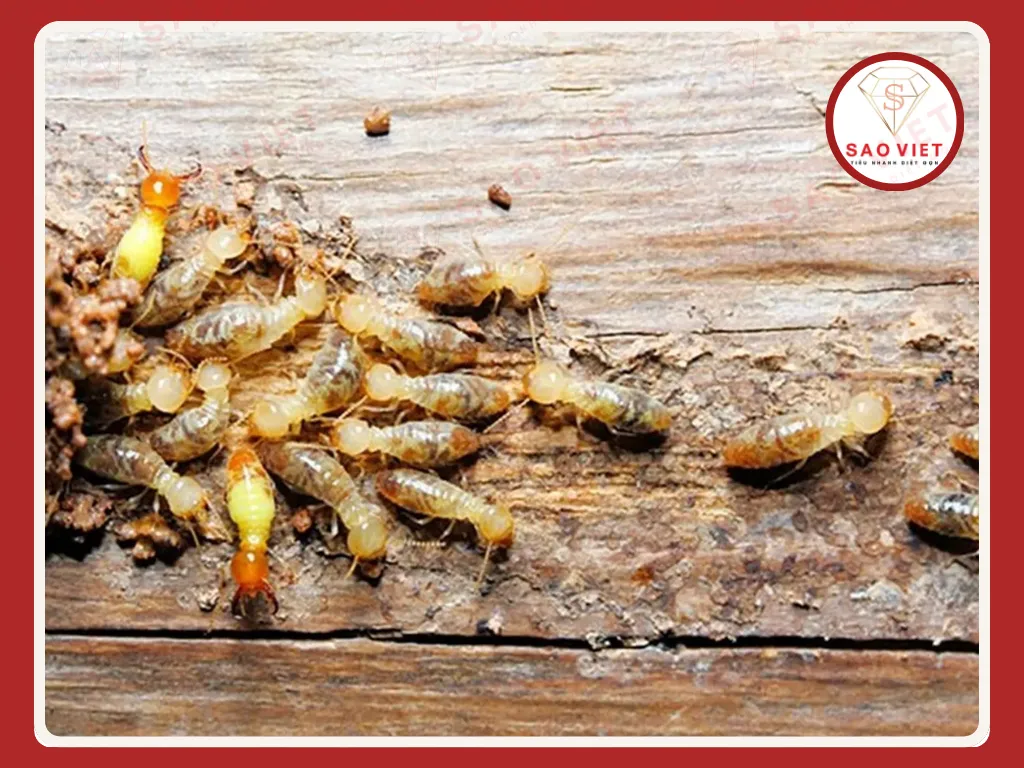 Quy trình phòng chống mối an toàn cho nền móng công trình