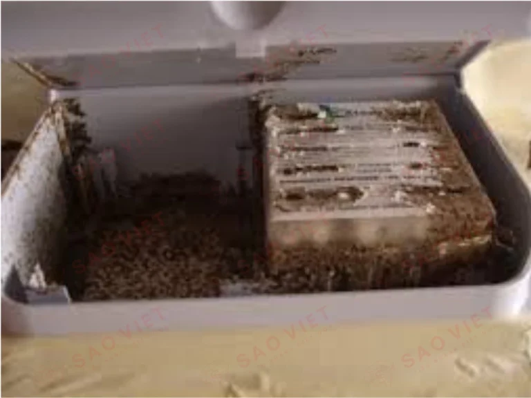 Minh họa cấu trúc bên trong của hộp nhữ mối