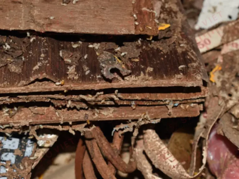 Khoảng 1-2 tuần, mối sẽ ăn hộp nhữ mối