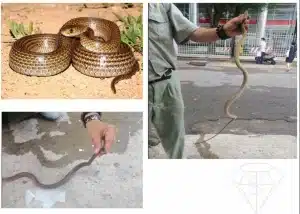 Xử lý khi rắn xuất hiện nơi khu vực sinh sống