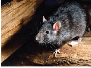 Chuột và sự nguy hiểm của chuột đối với con người