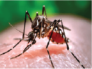 Dịch vụ diệt muỗi hiệu quả, an toàn, nhanh chóng