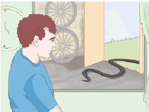 Những biện pháp khiến rắn tránh xa ngôi nhà bạn hiệu quả nhất