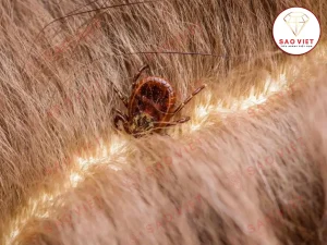 Bọ chét thường gặp trong nhà nếu có nuôi chó hoặc mèo