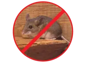Kiểm soát chuột