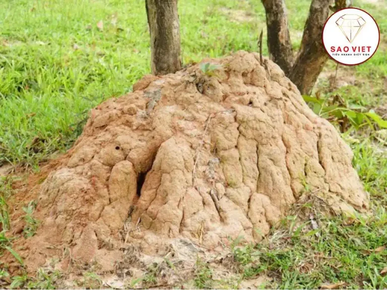 Tổ mối đất