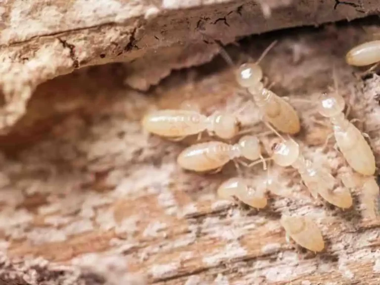 Những dấu hiệu để nhận biết mối mọt