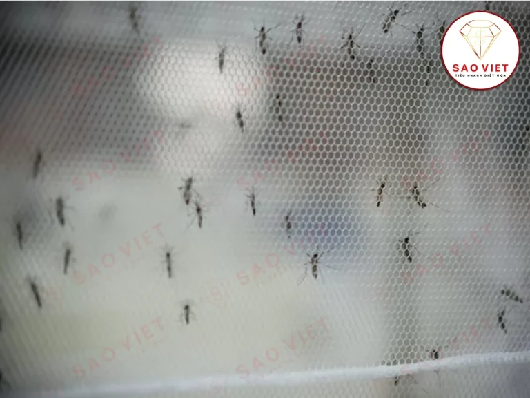 Dịch vụ diệt côn trùng Đồng Nai sẽ giúp bạn diệt muỗi hiệu quả, phòng ngừa sốt xuất huyết