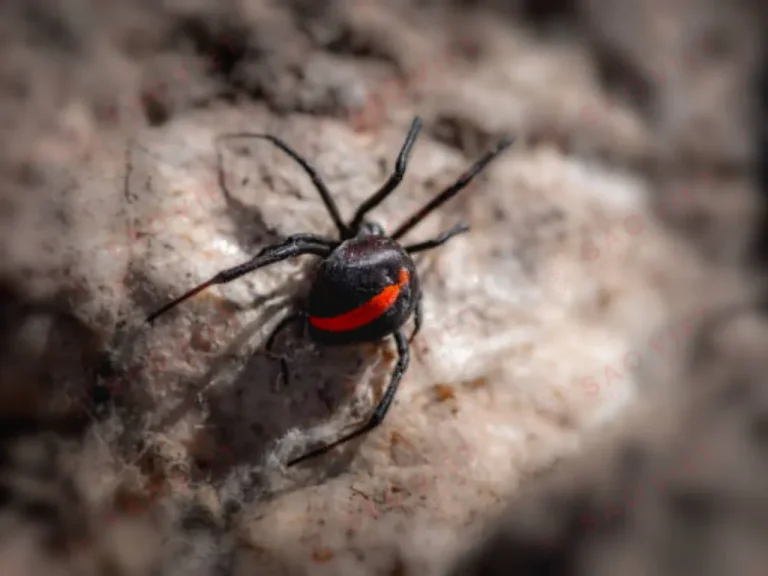 Nhện Lưng Đỏ - Latrodectus hasselti