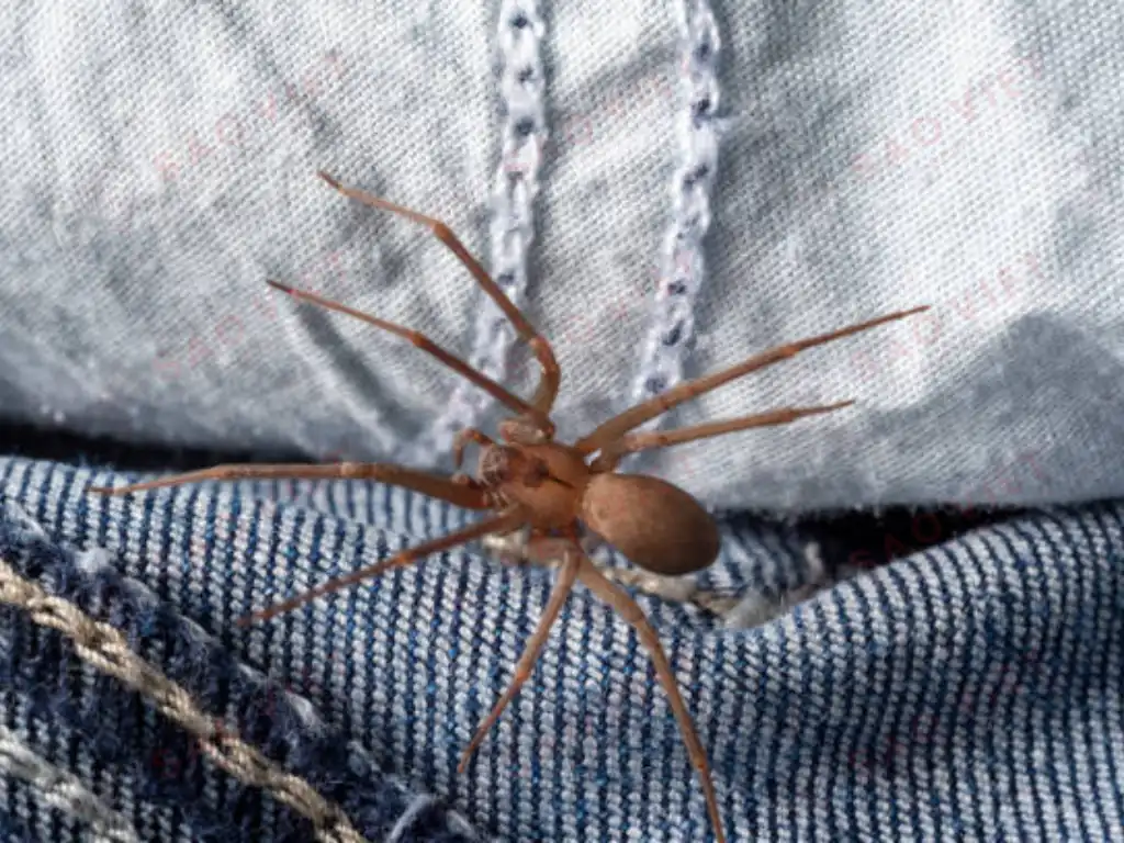 Nhện nâu Loxosceles reclusa