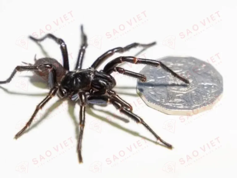 Nhện phễu Sydney - Atrax robustus