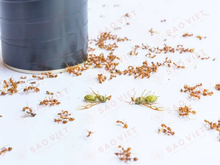 Thuốc trị kiến - Giải pháp diệt kiến tận gốc hiệu quả và an toàn 2 Thuốc trị kiến trong nhà thường dùng dạng xịt để dễ kiểm soát