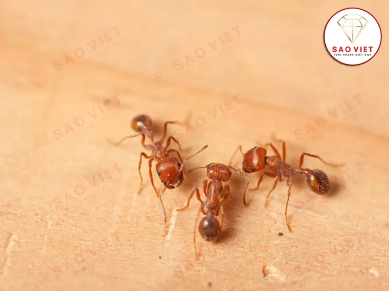 Kiến lửa tuy nhỏ nhưng cắn rất đau