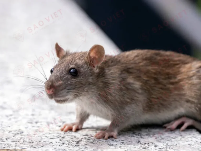 Có thể đuổi chuột ô tô bằng nhiều cách