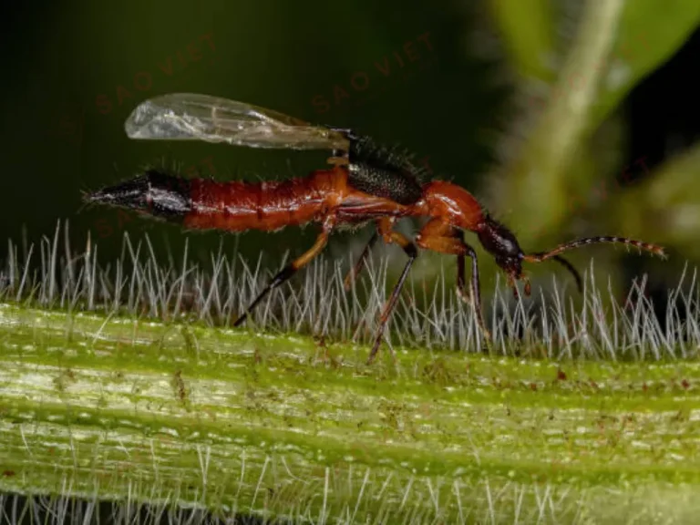 Kiến ba khoang có xu hướng tránh những nơi có mùi mạnh Kiến ba khoang có xu hướng tránh những nơi có mùi mạnh