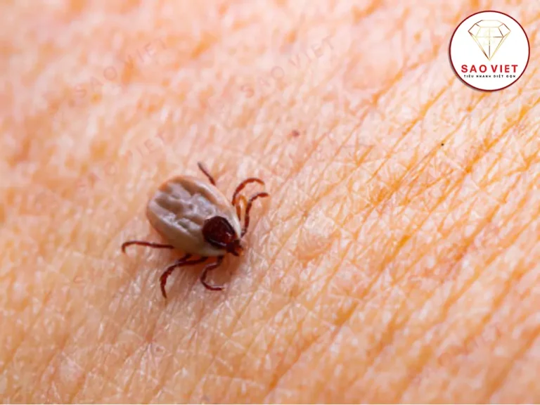 Con mò đỏ - ve chó Con mò đỏ - ve chó