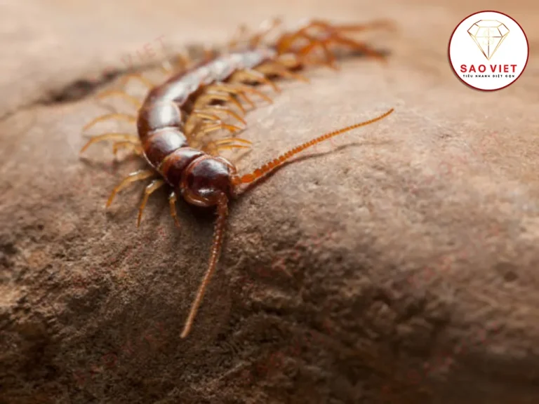 Tìm hiểu con rết sợ gì nhất để đuổi rết hiệu quả Tìm hiểu con rết sợ gì nhất để đuổi rết hiệu quả