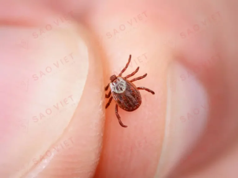 Kich thước nhỏ bẻ của vé chó (mò đỏ) Kich thước nhỏ bẻ của vé chó (mò đỏ)