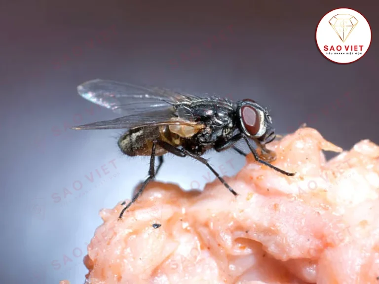 Tuổi thọ của ruồi phụ thuộc nhiều yếu tố