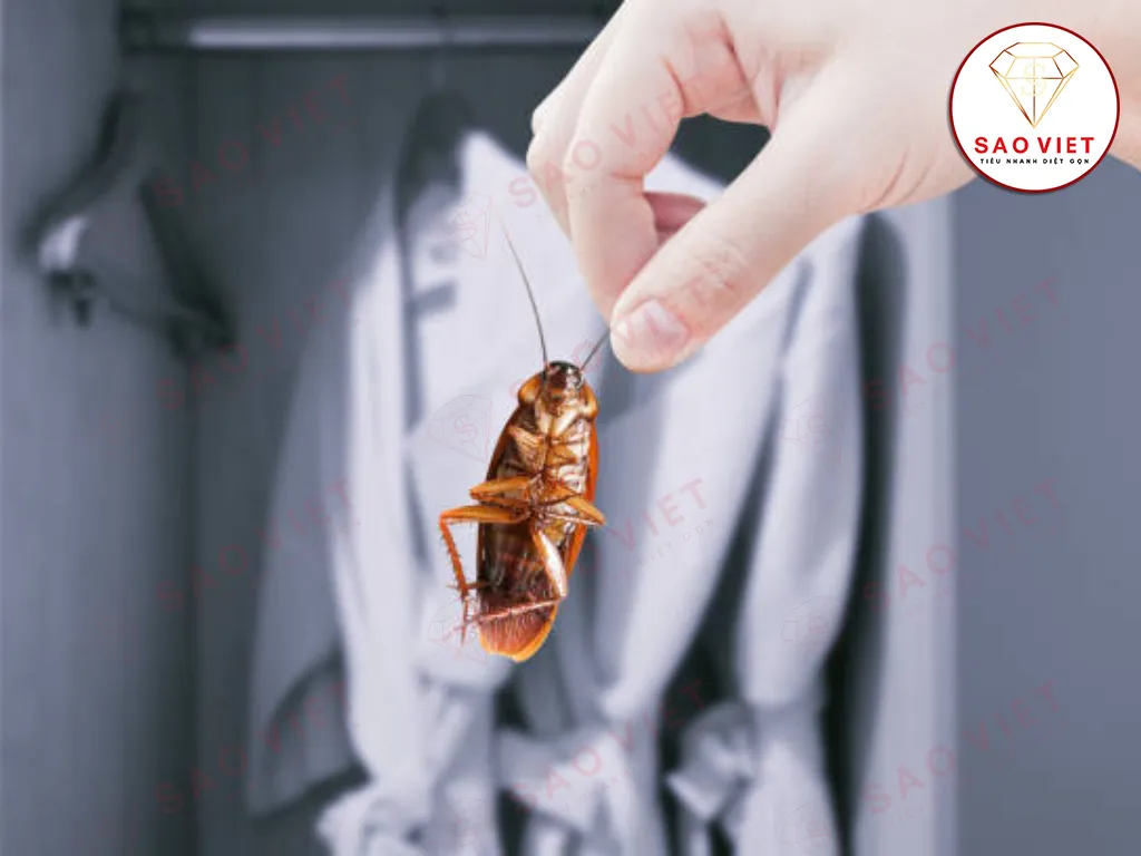 Cách đuổi gián trong tủ quần áo trong phòng ngủ