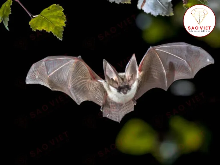 Dơi bay vào nhà điềm gì Dơi bay vào nhà điềm gì