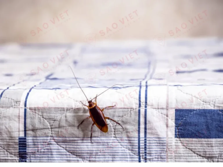 Gián không chỉ bò vào tủ quần áo mà còn có thể bò lên giường trong phòng ngủ Gián không chỉ bò vào tủ quần áo mà còn có thể bò lên giường trong phòng ngủ