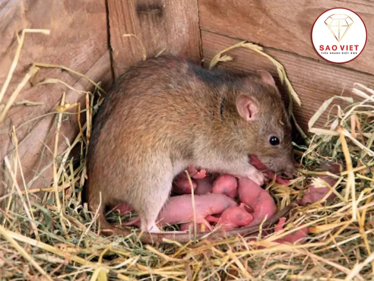 Chuột đẻ con hay đẻ trứng Chuột đẻ con hay đẻ trứng