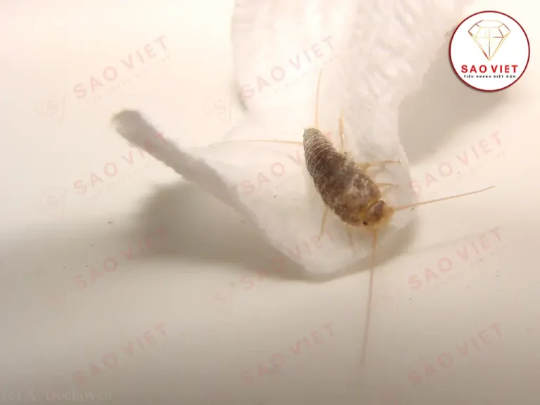 Con bọ bạc - Mạt sách Con bọ bạc - Mạt sách