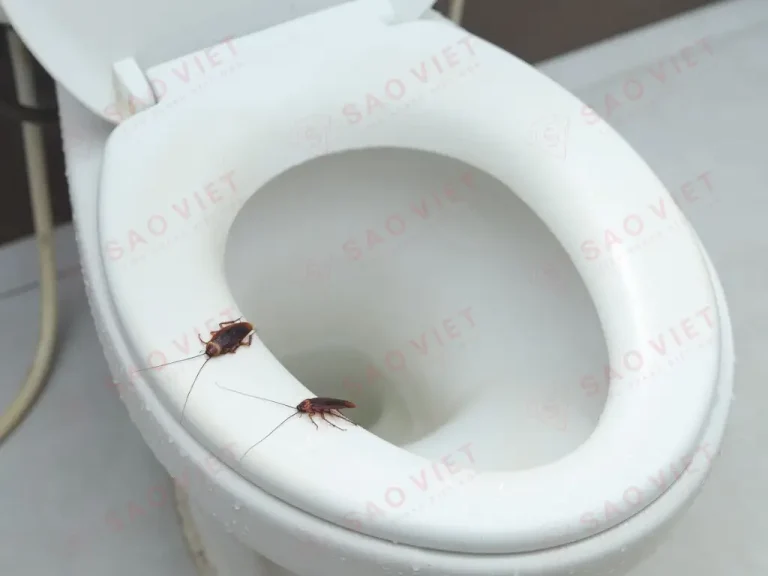 Gián trong nhà vệ sinh Gián trong nhà vệ sinh