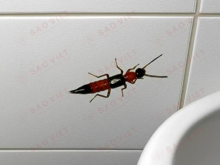 Kiến ba khoang ở trong nhà vệ sinh Kiến ba khoang ở trong nhà vệ sinh