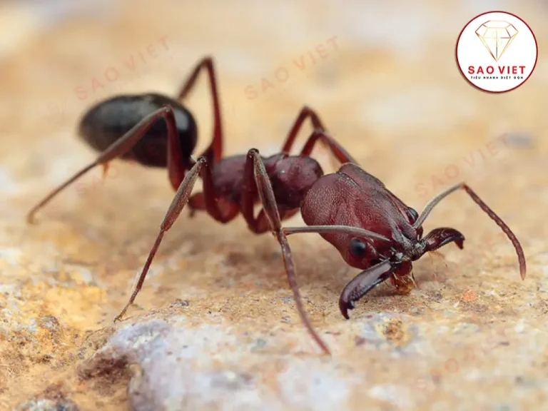 Kiến càng Kiến càng