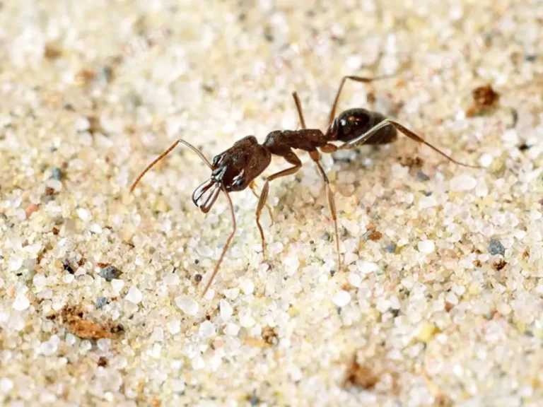 Kiến càng là gì? Đặc điểm, tác hại và cách diệt hiệu quả 2 Kiến càng bò trên đất