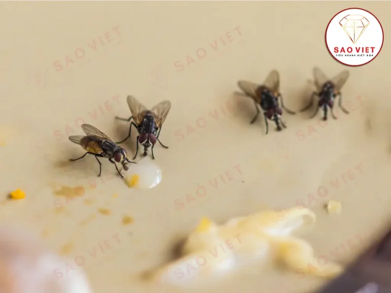 Tại sao nhà có nhiều ruồi Tại sao nhà có nhiều ruồi