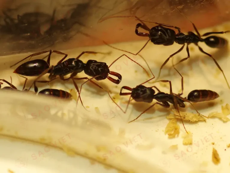 Kiến càng Kiến càng