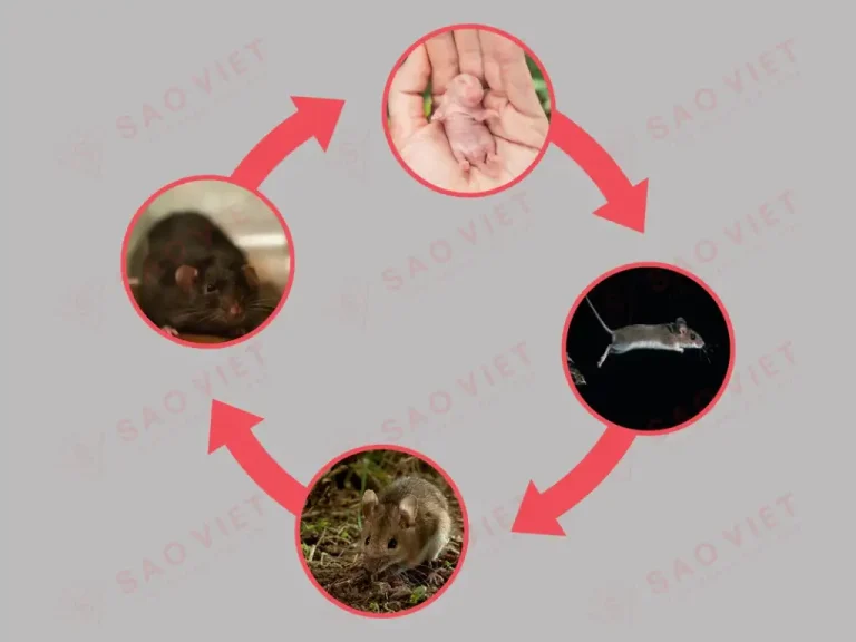 Vòng đời của chuột Vòng đời của chuột