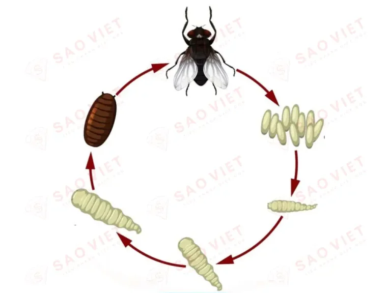 Vòng đời của ruồi Vòng đời của ruồi