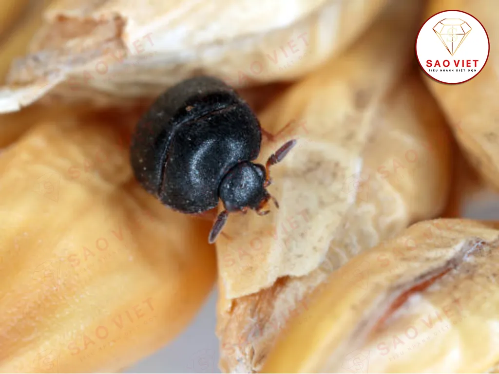 Bọ đậu đen