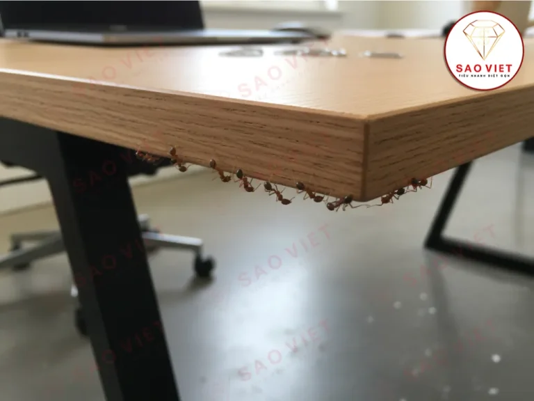 Kiến gió bò dưới bàn làm việc