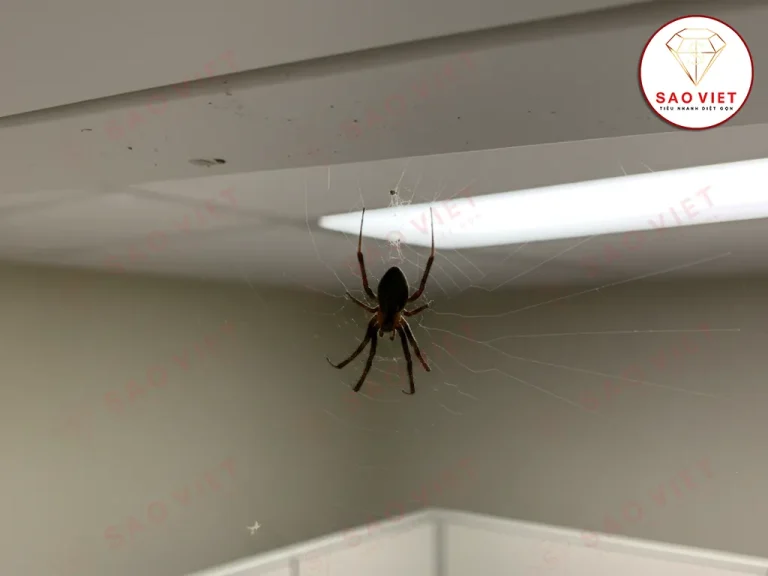 Góc nhà ít người lui tới là môi trường sống của nhện yêu thích