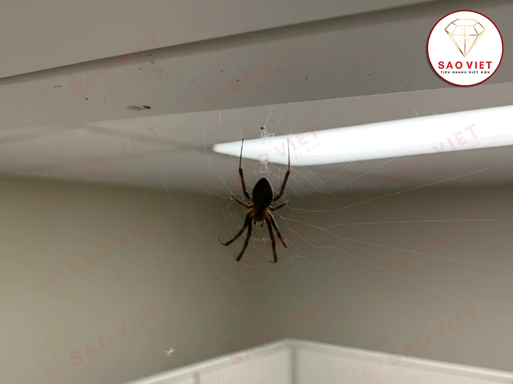 Góc nhà ít người lui tới là môi trường sống của nhện yêu thích