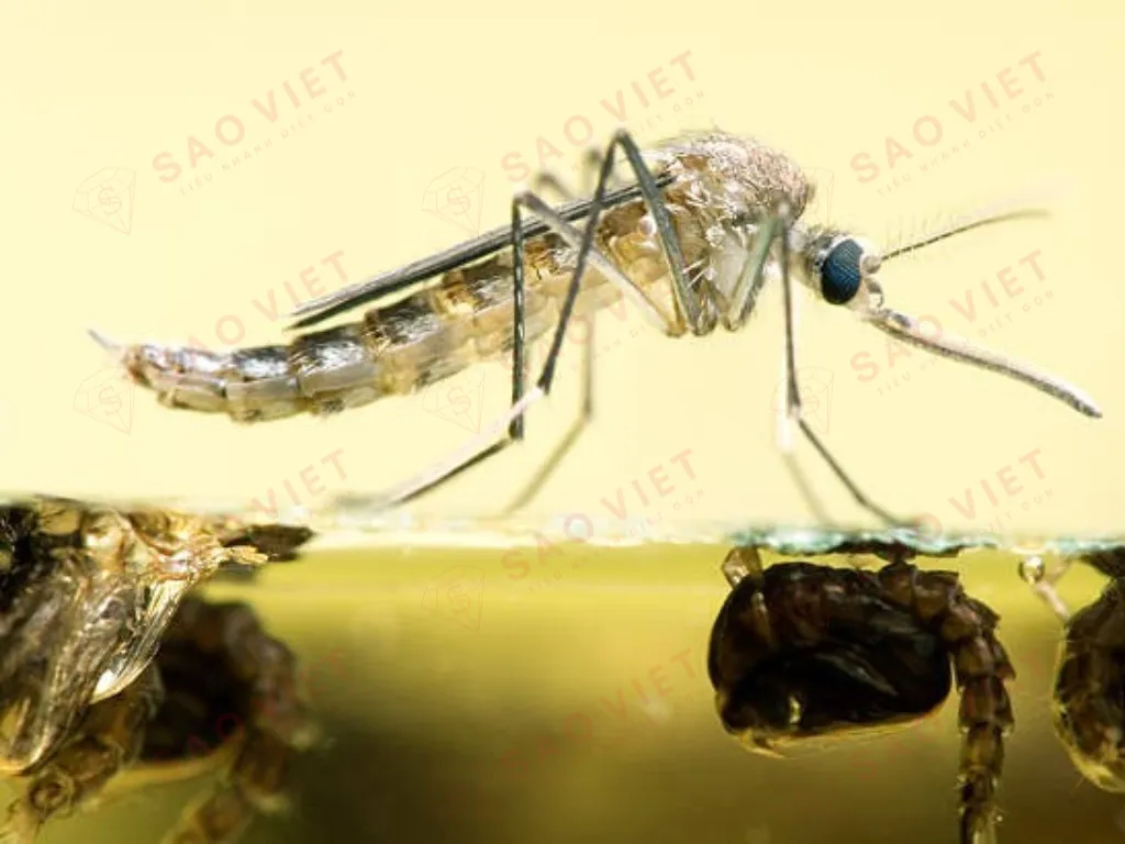 Nhộng muỗi và vòng đời muỗi: Hiểu rõ để tiêu diệt tận gốc 2 Nhộng muỗi sẽ trở thành muỗi