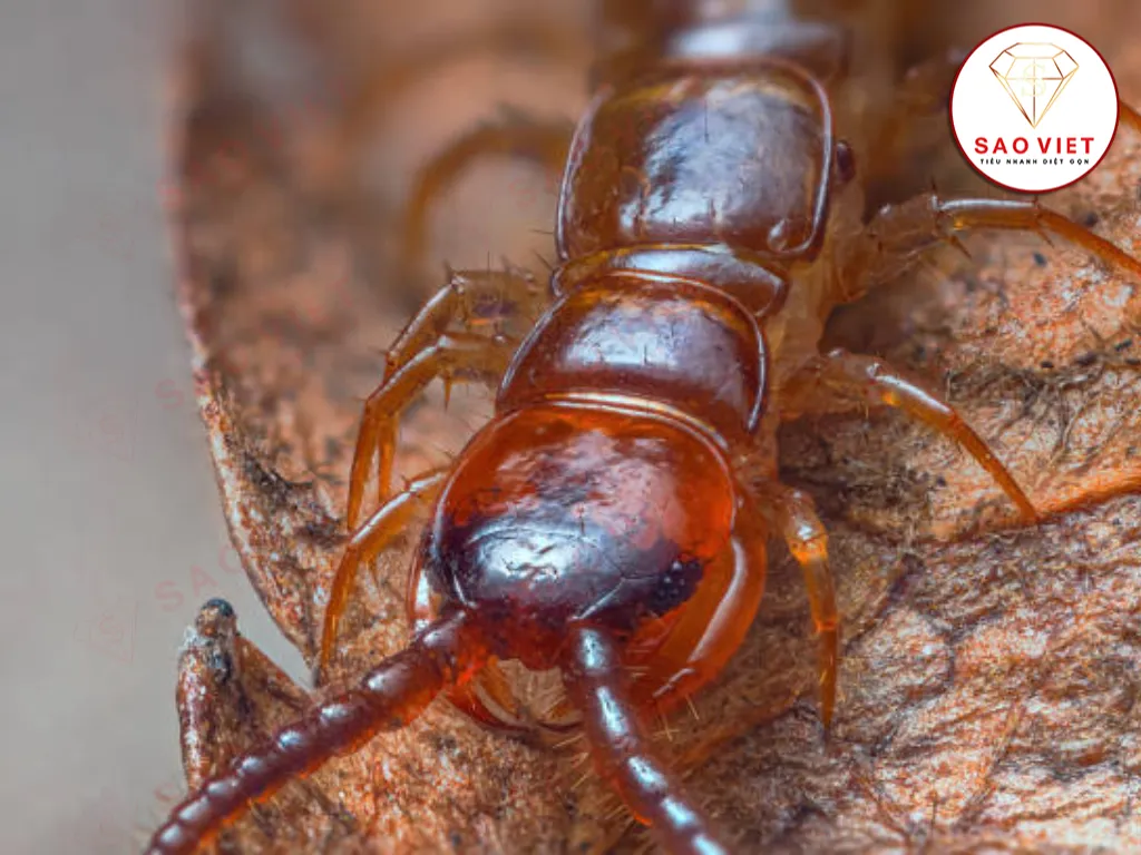 Rết đỏ có độc không? Mức độ nguy hiểm cần biết 1 Rết đỏ