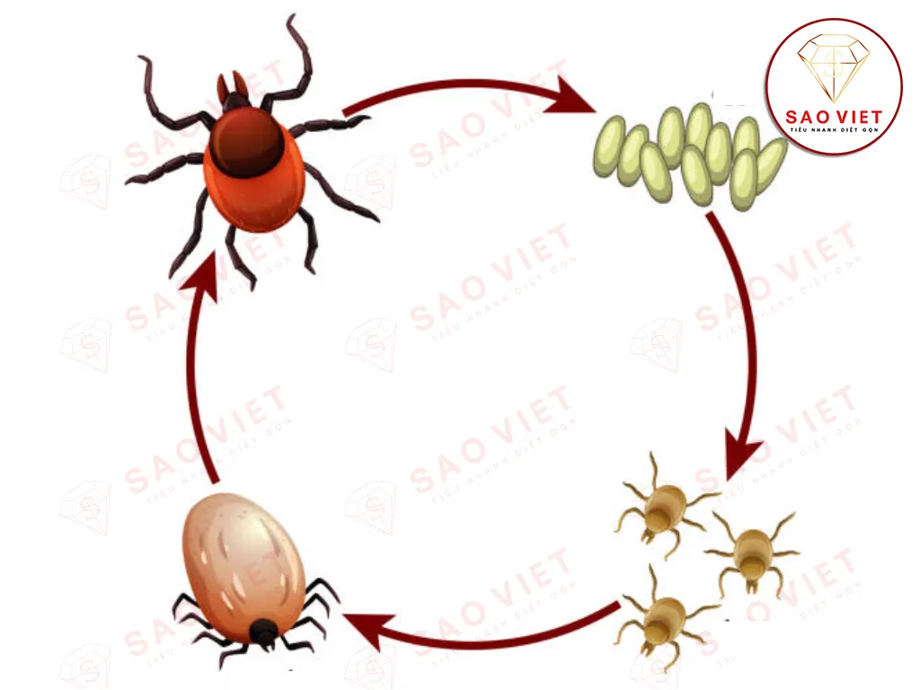 Vòng đời bọ chét
