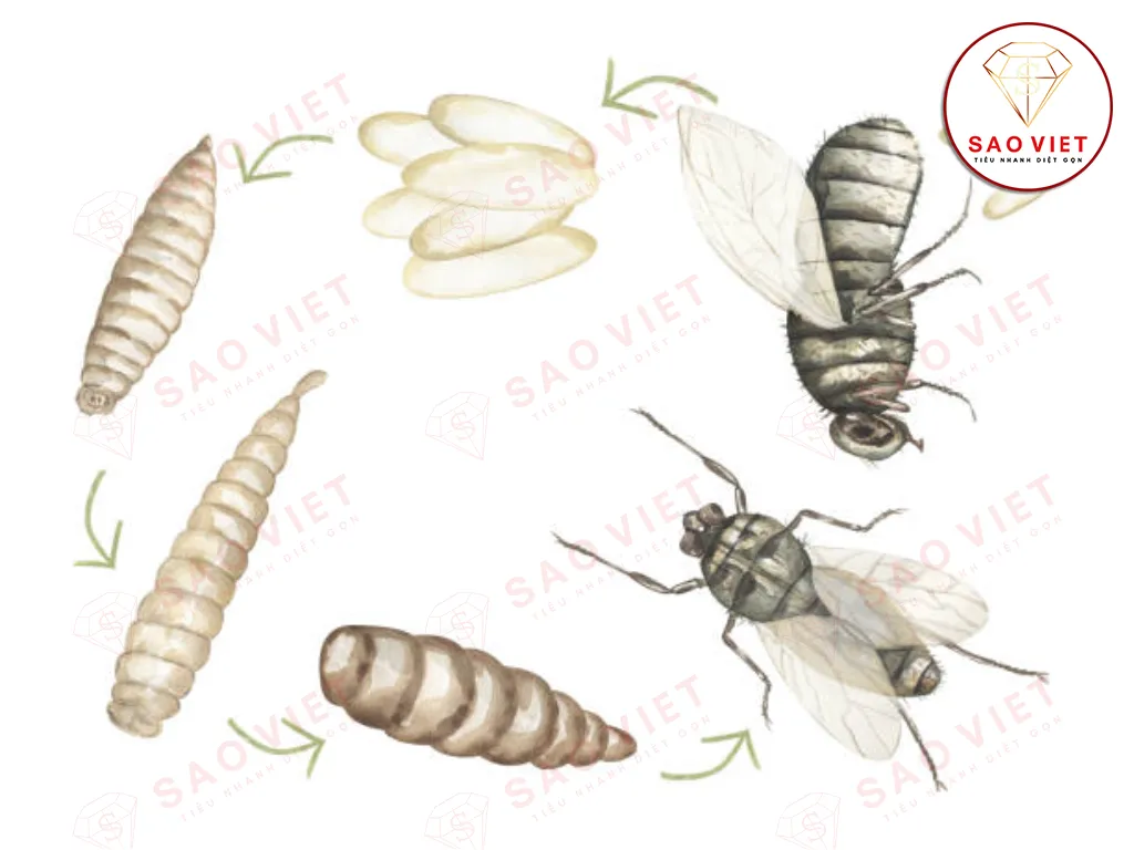 Vòng đời của ruồi