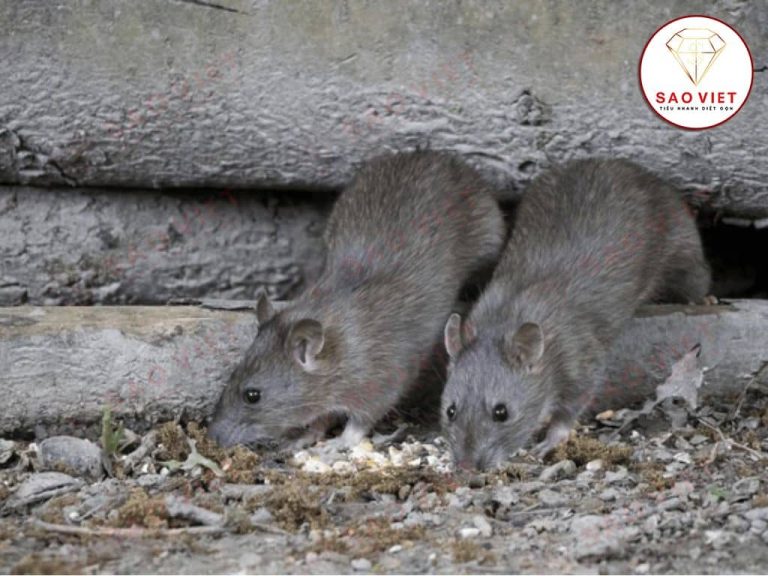 Thời gian chuột hoạt động mạnh nhất trong ngày