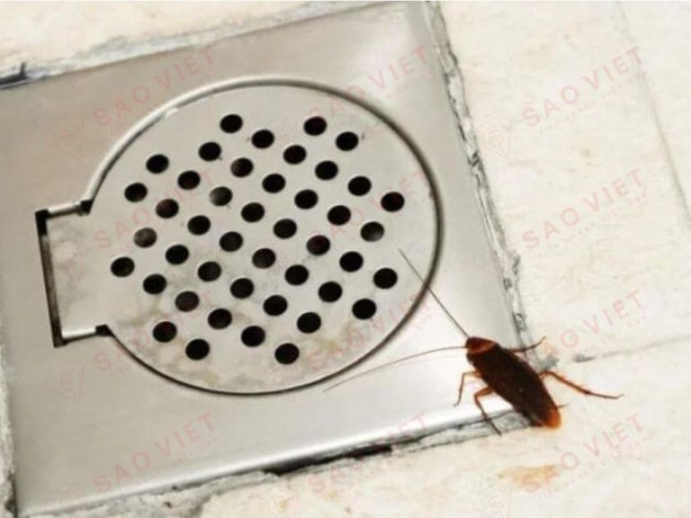Chặn Gián Từ Cống Thoát Nước: Bí Quyết Ngăn Gián Vào Nhà 1 Cong ranh va duong ong thoat nuoc moi truong song ly tuong cua gian