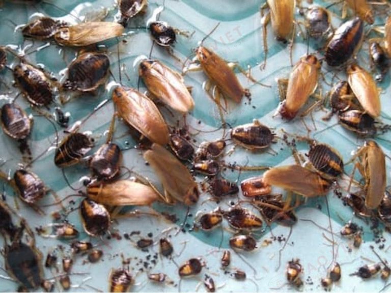 Chặn Gián Từ Cống Thoát Nước: Bí Quyết Ngăn Gián Vào Nhà 2 dau hieu nhan biet gian o duong ong thoat nuoc