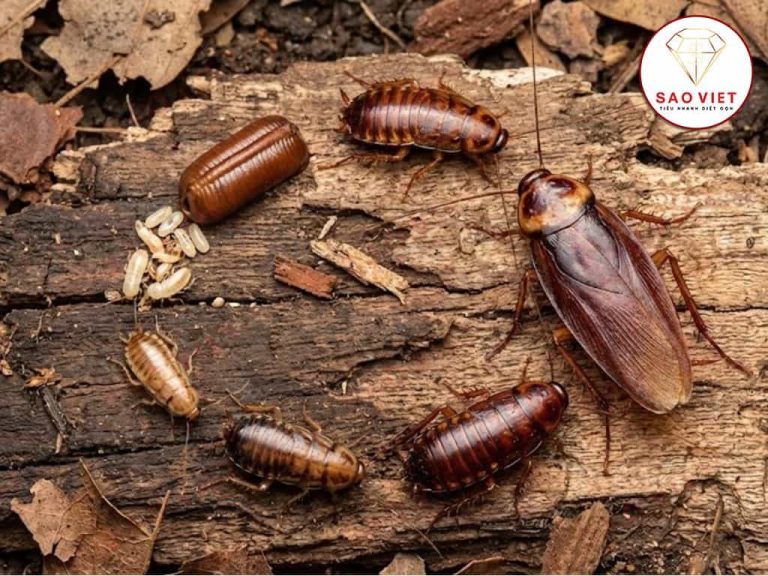 Vòng đời của gián