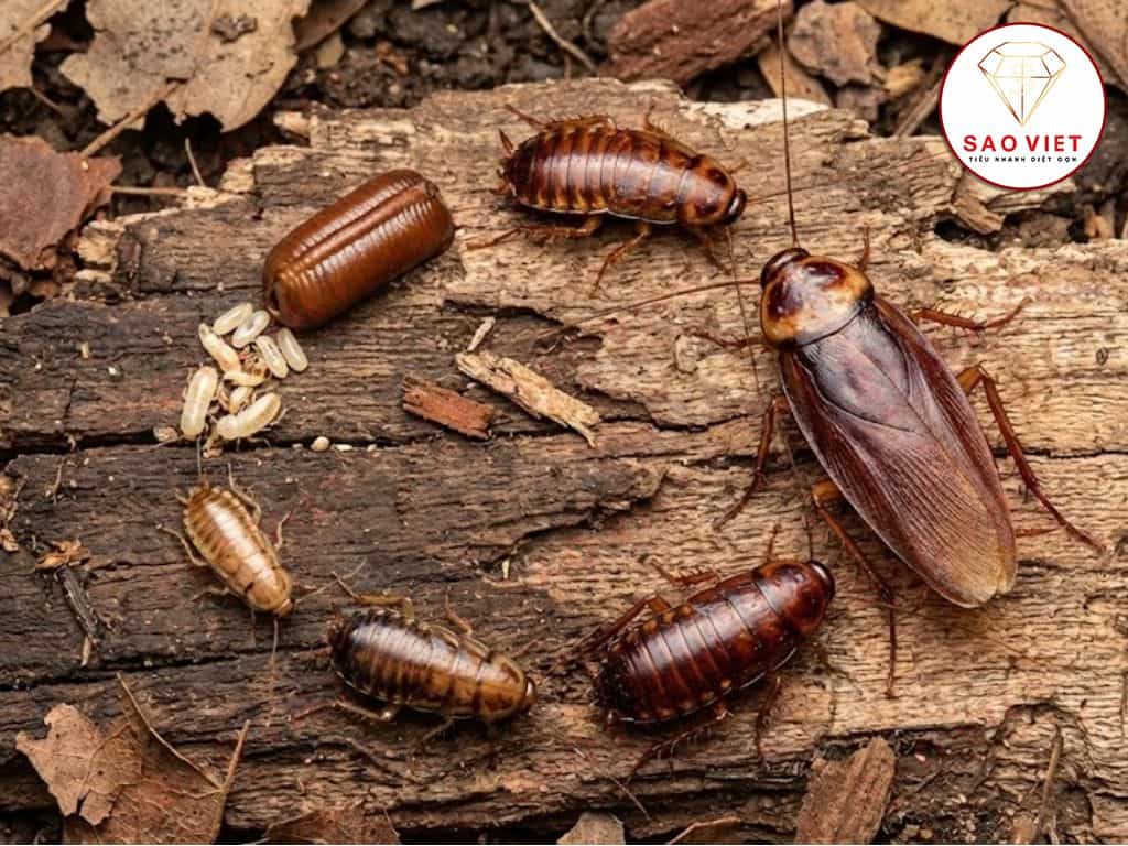 Vòng đời của gián