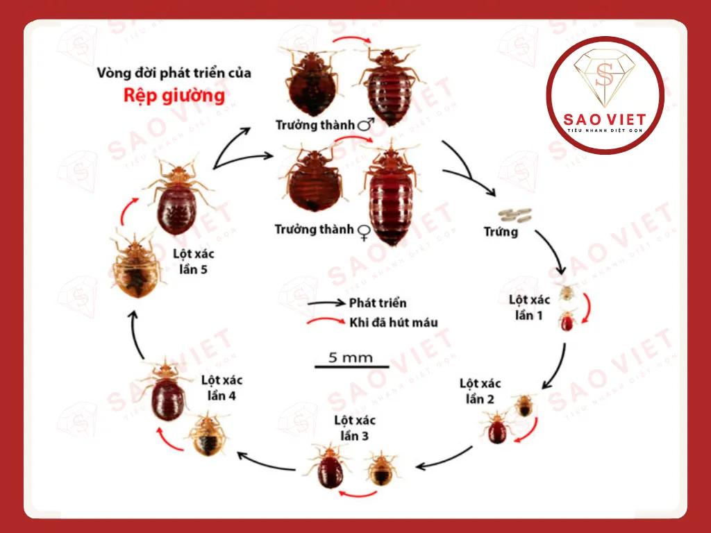 Vòng đời của rệp 